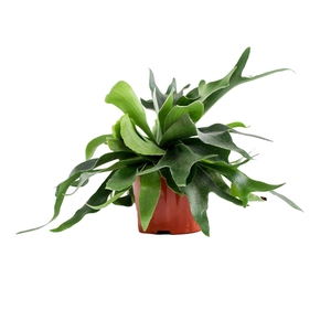 Platycerium Alcicorne (Hertshoorn)