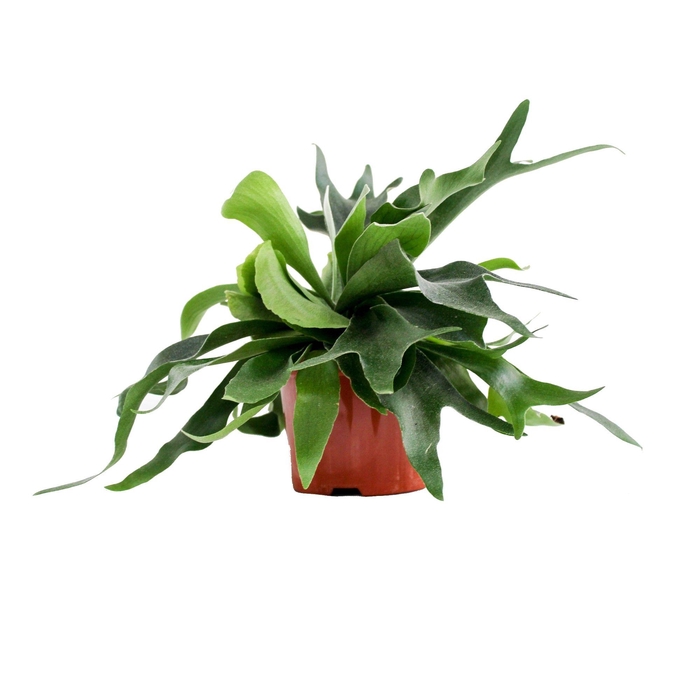 <h4>Platycerium Alcicorne (Hertshoorn)</h4>