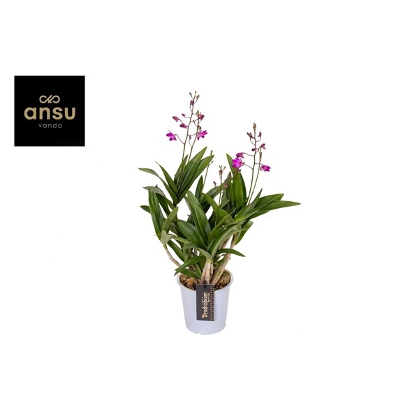 <h4>Dendrobium Berry Oda 6+</h4>