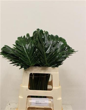 <h4>Philodendron 'Xanadu'</h4>
