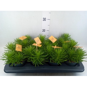 Senecio archeri 'Himalaya'