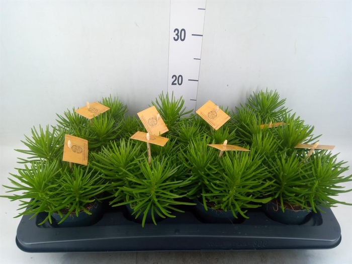 <h4>Senecio archeri 'Himalaya'</h4>