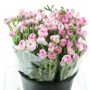 Ran El Soft Pink Super