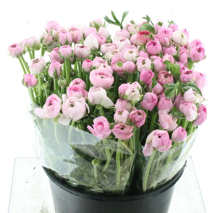 <h4>Ran El Soft Pink Extra</h4>