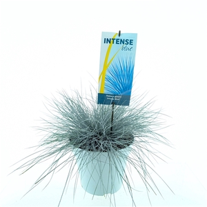 Festuca glauca Intense Blue®