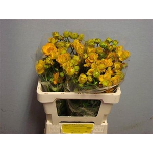 Trollius Juliana