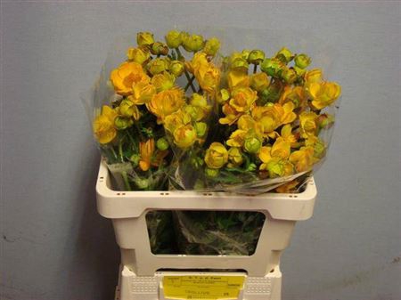 <h4>Trollius Juliana</h4>