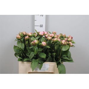 Paeo Gardenia