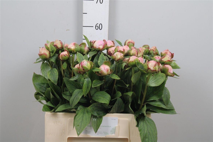 <h4>Paeo Gardenia</h4>