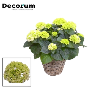Hydrangea Bol White 10 - 15 kop in Rattan mand (Decorum)