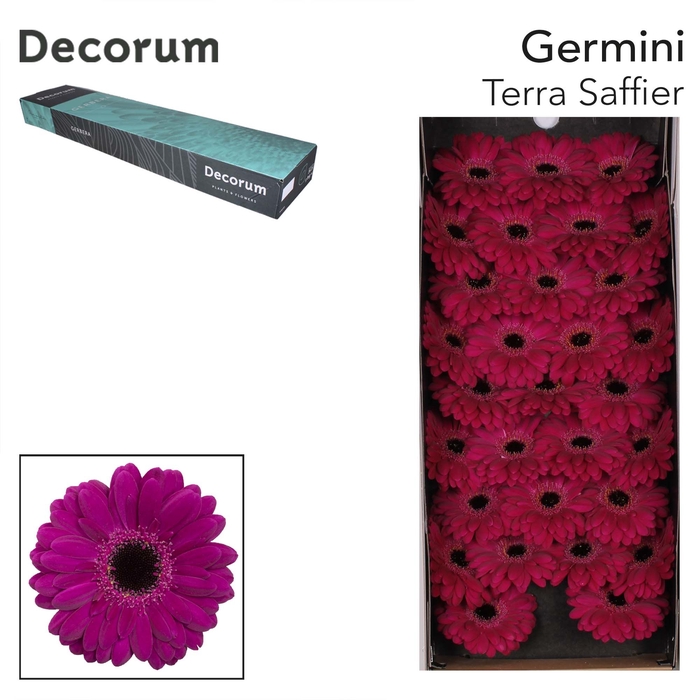 <h4>Germini Terra Saffier Doos</h4>