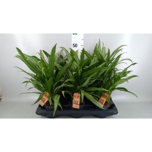 Aglaonema KB 'Cutlass'