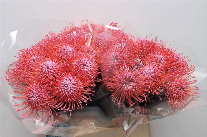 <h4>LEUCO NAOMI KLB H%</h4>