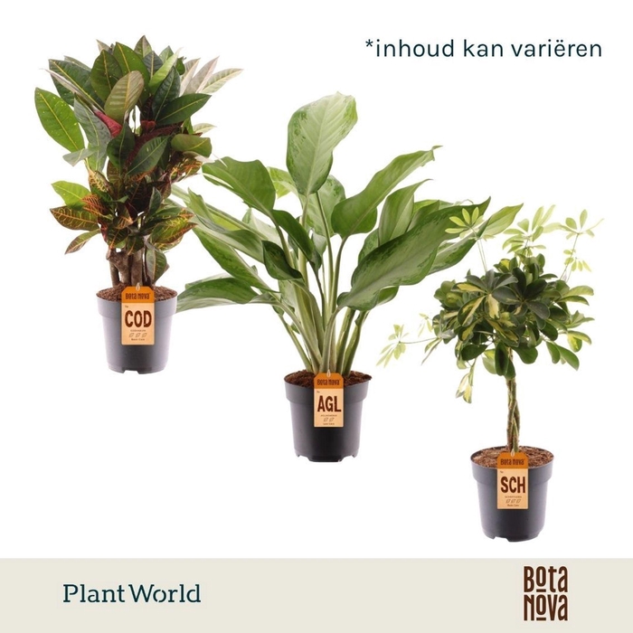 <h4>kamerplanten</h4>