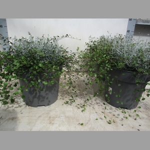 LEUCOPH BROWNII
