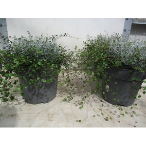 LEUCOPH BROWNII