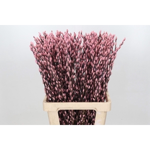 Salix Caprea Snow Flake P. Light Pink