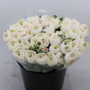 Ranunculus Succes Hanoi | Heavy Quality