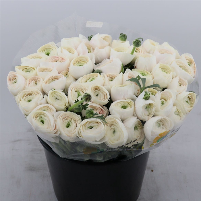 <h4>Ranunculus Succes Hanoi | Heavy Quality</h4>