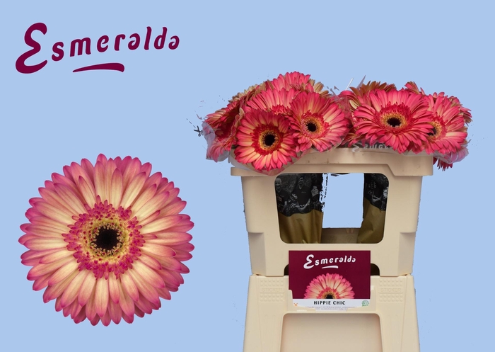 <h4>GE GR HIPPIE CHIC</h4>