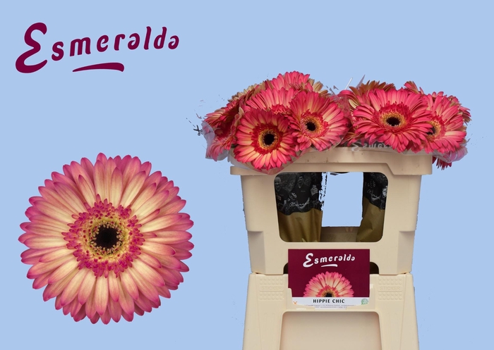 <h4>GE GR HIPPIE CHIC</h4>