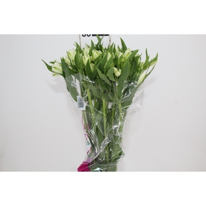 ALSTROEMERIA AVALANGE 080 CM