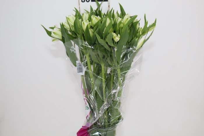 <h4>ALSTROEMERIA AVALANGE 080 CM</h4>