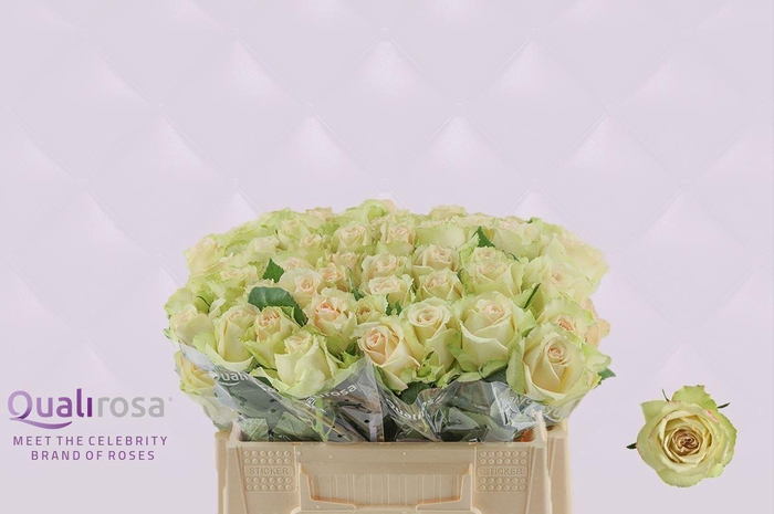 <h4>R Gr Hypnose</h4>