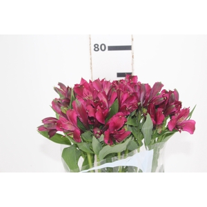 ALSTROEMERIA NAPOLI 080 CM