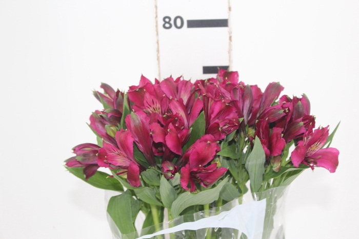<h4>ALSTROEMERIA NAPOLI 080 CM</h4>