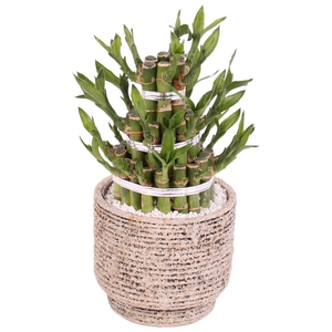 Lucky Bamboo Shape Round 3B Ø14cm Ceramic NT567