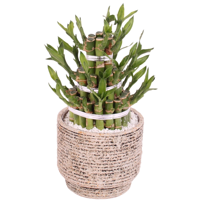 <h4>Lucky Bamboo Shape Round 3B Ø14cm Ceramic NT567</h4>