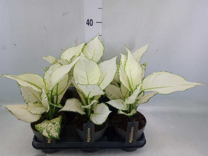 <h4>Aglaonema  'White Joy'</h4>