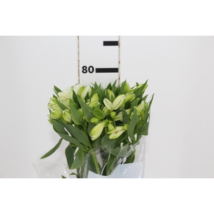 ALSTROEMERIA AVALANGE 080 CM