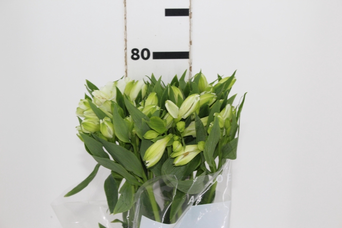 ALSTROEMERIA AVALANGE 080 CM