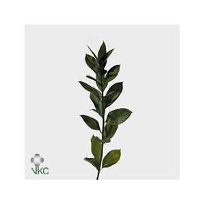 RUSCUS HYPOPHYLLUM 55 CM
