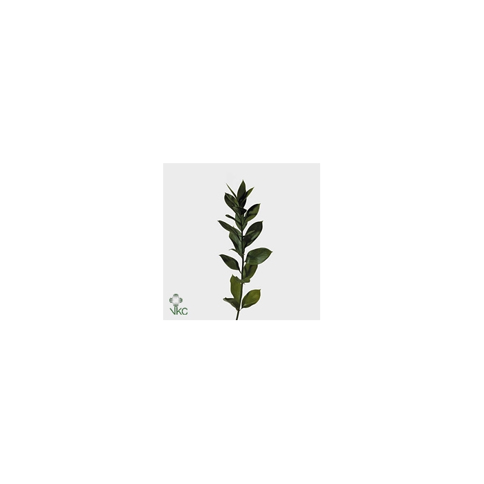 <h4>RUSCUS HYPOPHYLLUM 55 CM</h4>