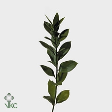 <h4>Ruscus Hypophyllum</h4>