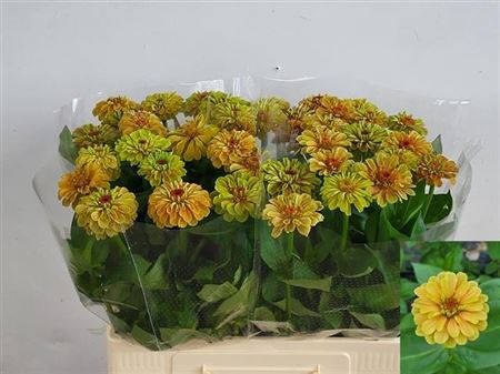 <h4>Zinnia Elegans Oranje/zalm</h4>