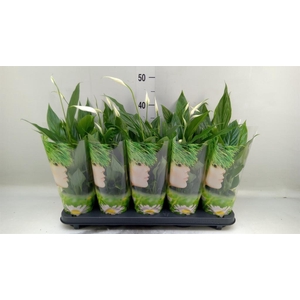 Spathiphyllum  'Korto'