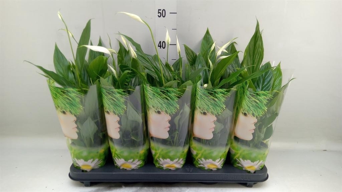 <h4>Spathiphyllum  'Korto'</h4>