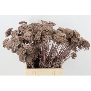 DF Achillea Paint Bs Rose Gold