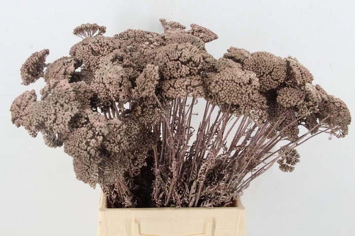 DF Achillea Paint Bs Rose Gold