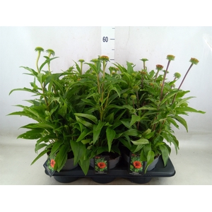 Echinacea   ...