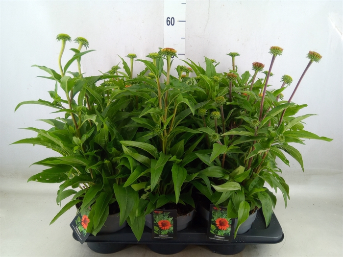 <h4>Echinacea   ...</h4>