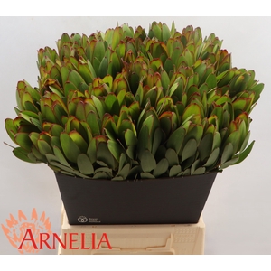Leucadendron Safari Goldstrike (green)