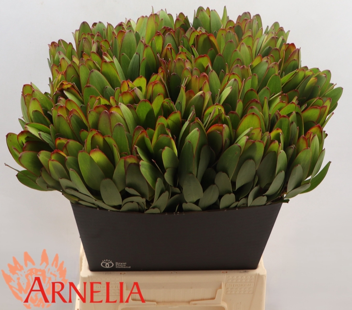 <h4>Leucadendron Safari Goldstrike (green)</h4>