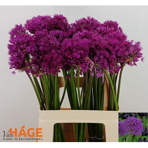 ALLIUM PURPLE SENS