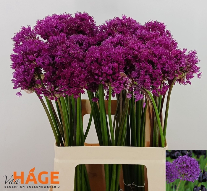 <h4>ALLIUM PURPLE SENS</h4>