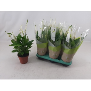 SPATH TORELLI